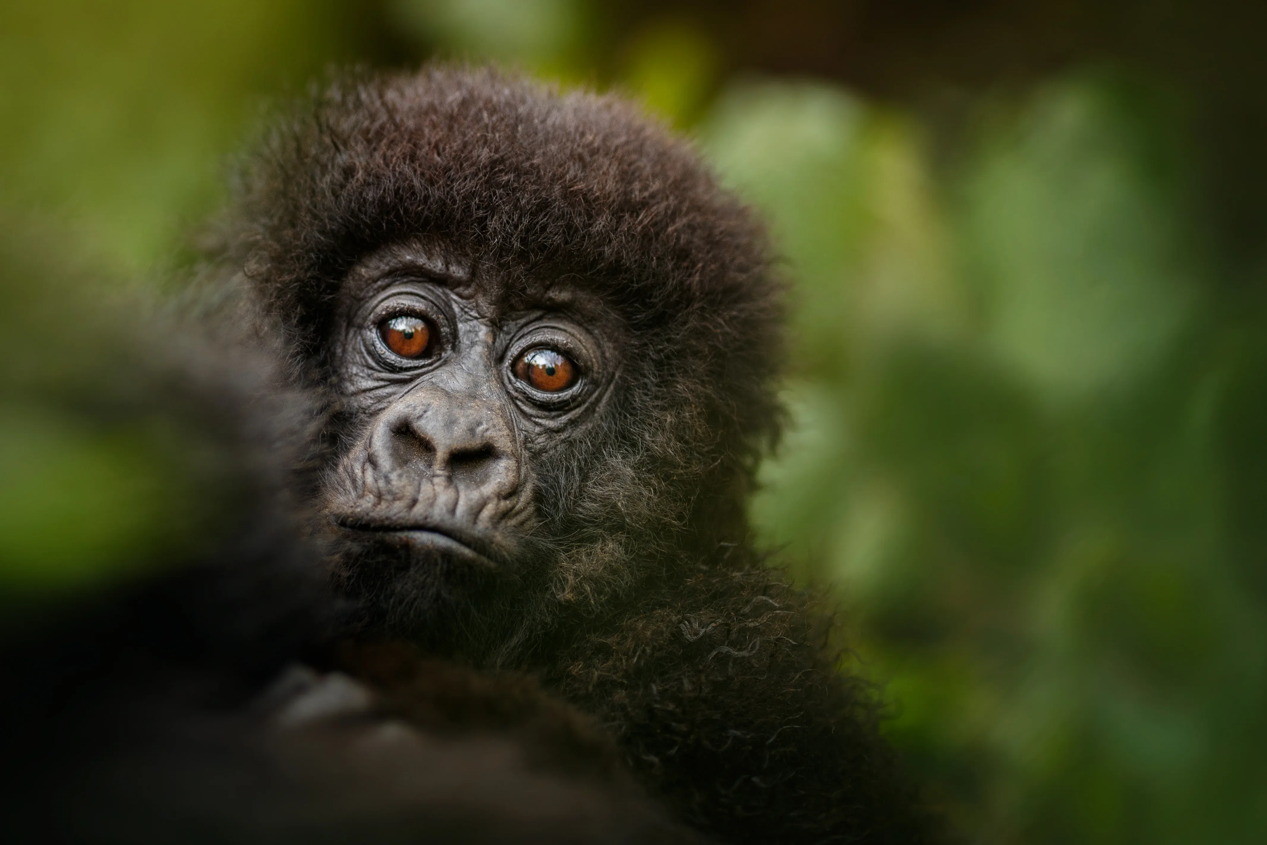 Gorilla trekking in the forest